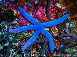 Sea Star -Philippines by Khaled Zaki 